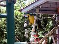 21a - Jardin Tropical 035
